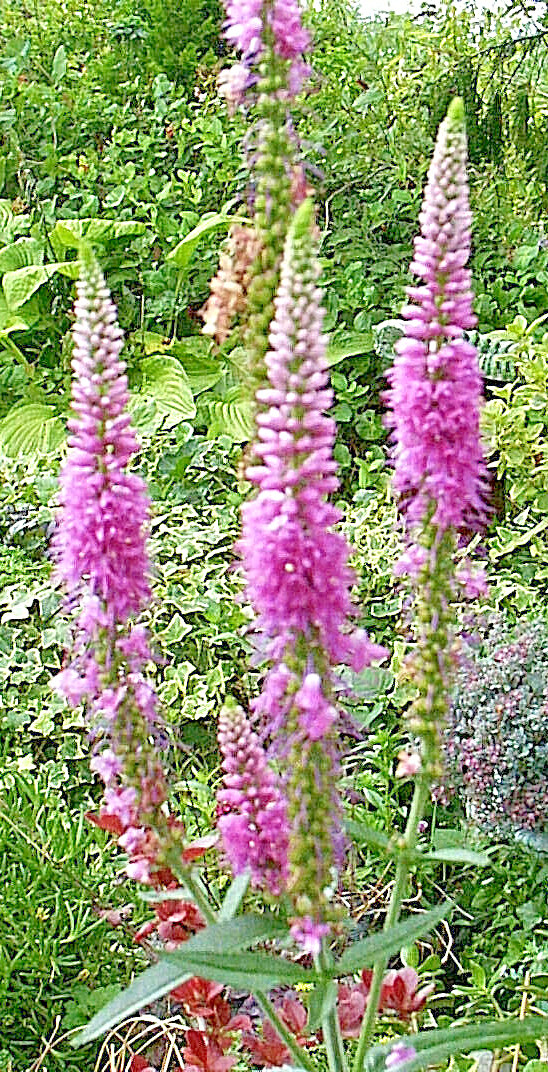 pink veronica longifolia, 160 seeds, LONG LEAF SPEEDWELL, HARDY *USA seller