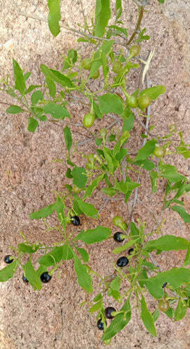 Jasminum trichotomum | Kattumalli | 10 Seeds