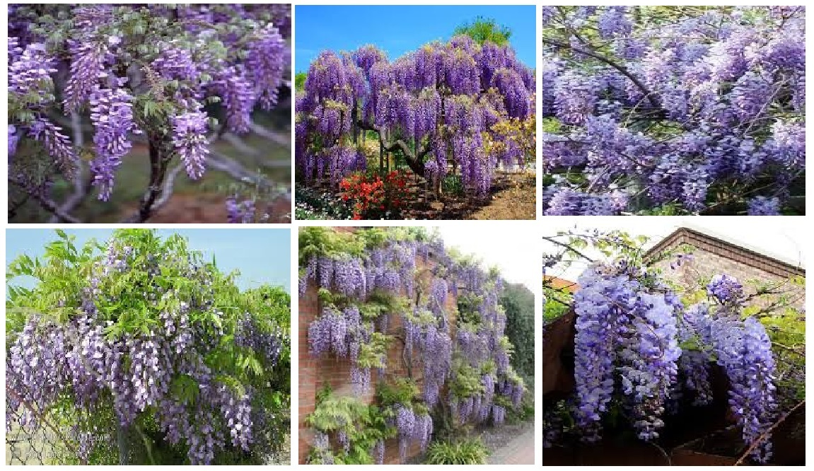 PURPLE Lavender Home Grown Carolina WISTERIA VINE 5 + SEEDS USA Seller
