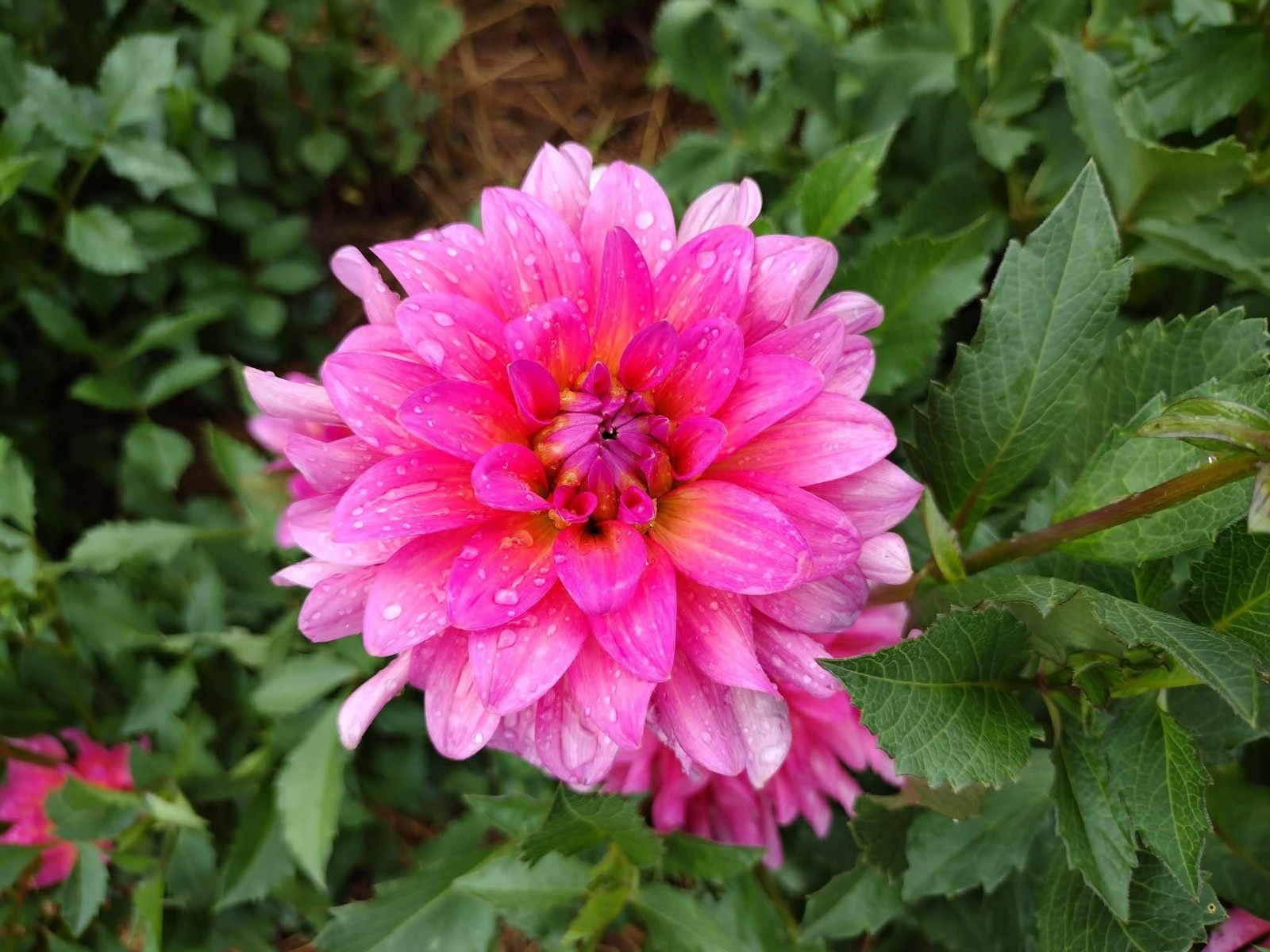 Home Grown Dahlia Flower Tuber Bulb Bundle Lot 10-50 Grower’s Choice Tubers