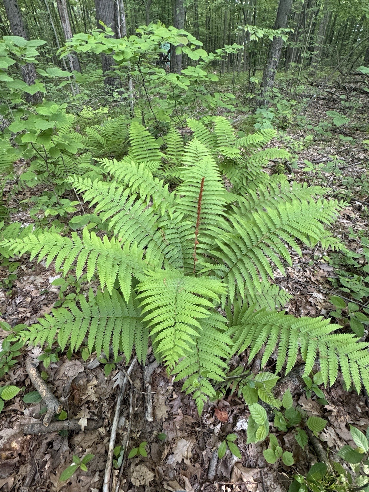 TN OSTRICH GLADE FERN 5 PK Rhizomes Matteuccia struthiopteris ORGANIC CHEM FREE