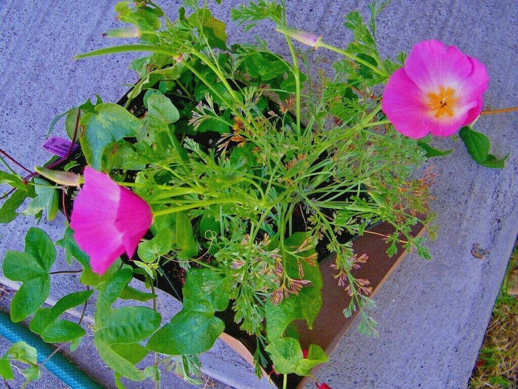 501+Purple Gleam CALIFORNIA POPPY Flower Seeds Native Wildflower Garden Easy
