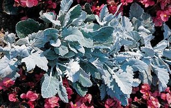 Dusty Miller New Look Annual Seeds