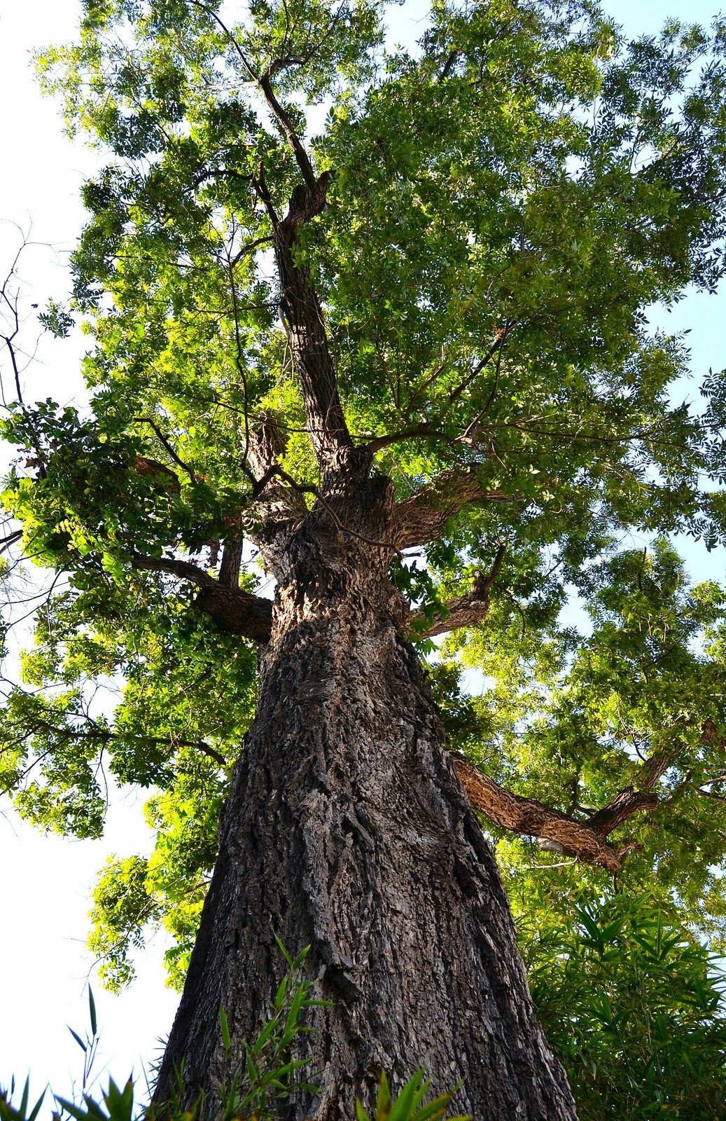 Pecan Tree Seeds – For 2025 Planting Carya Illinoensis Illinois Nut Pecans
