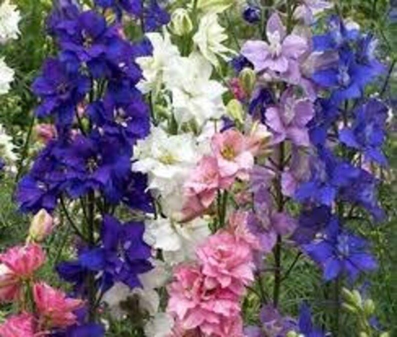 500 Rocket Larkspur Seeds. Organic. USA Seeds. Ships free