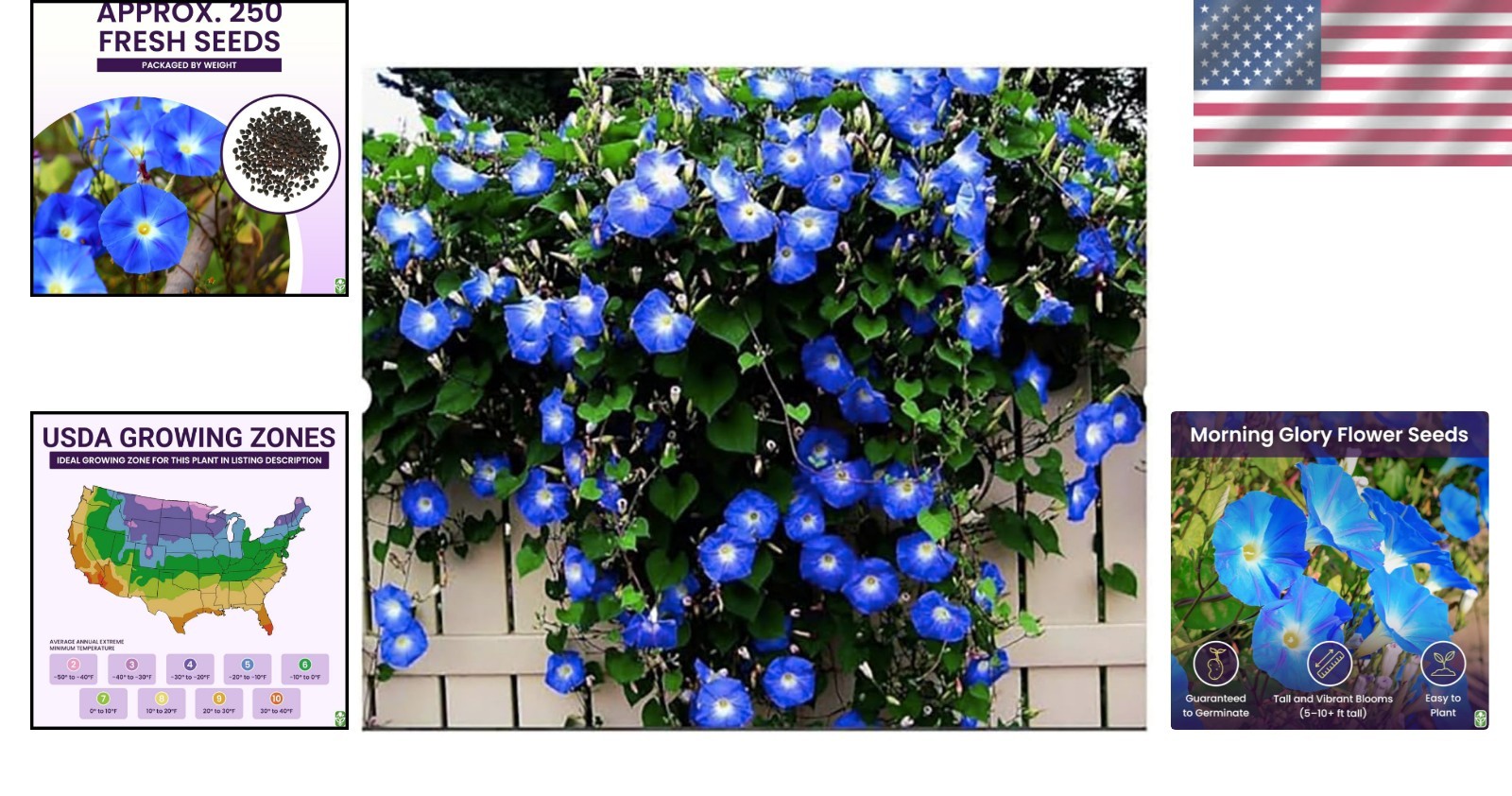 Fast-Growing Heavenly Blue Morning Glory Seeds – Perfect for Sprawling Gardens