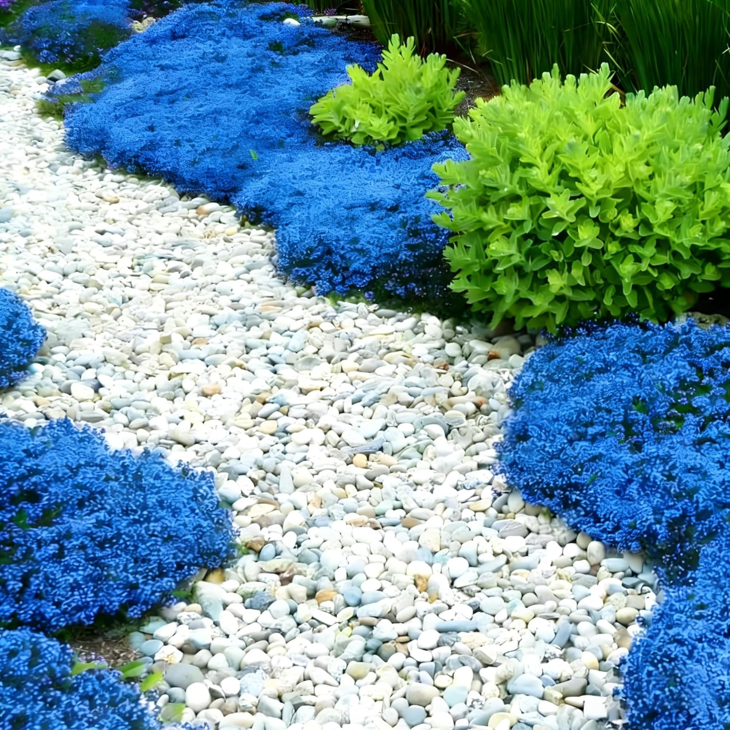 Mix Creeping Thyme Ground Cover Flower Seeds for Planting, 20000+Pcs Perennial C