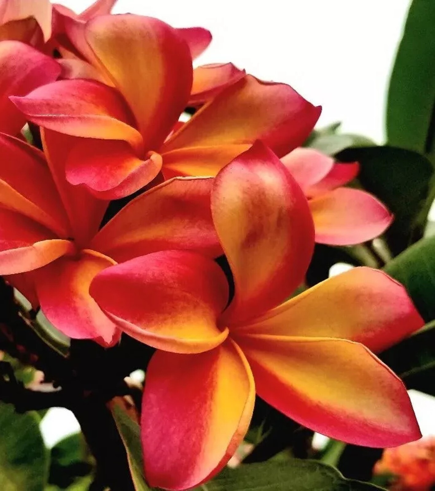 5 Bright Orange Pink Plumeria Seeds Perennial Flowers Seed Frangipani US SELLER