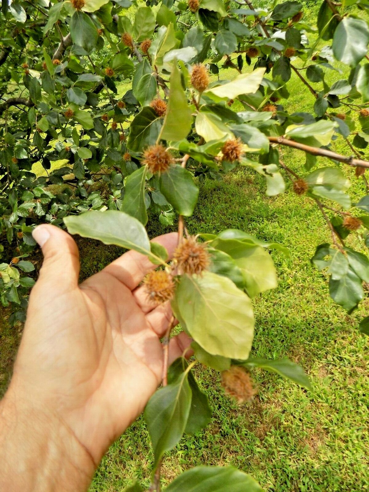15 EUROPEAN BEECH SEEEDS – Fagus sylvatica var. heterophylla