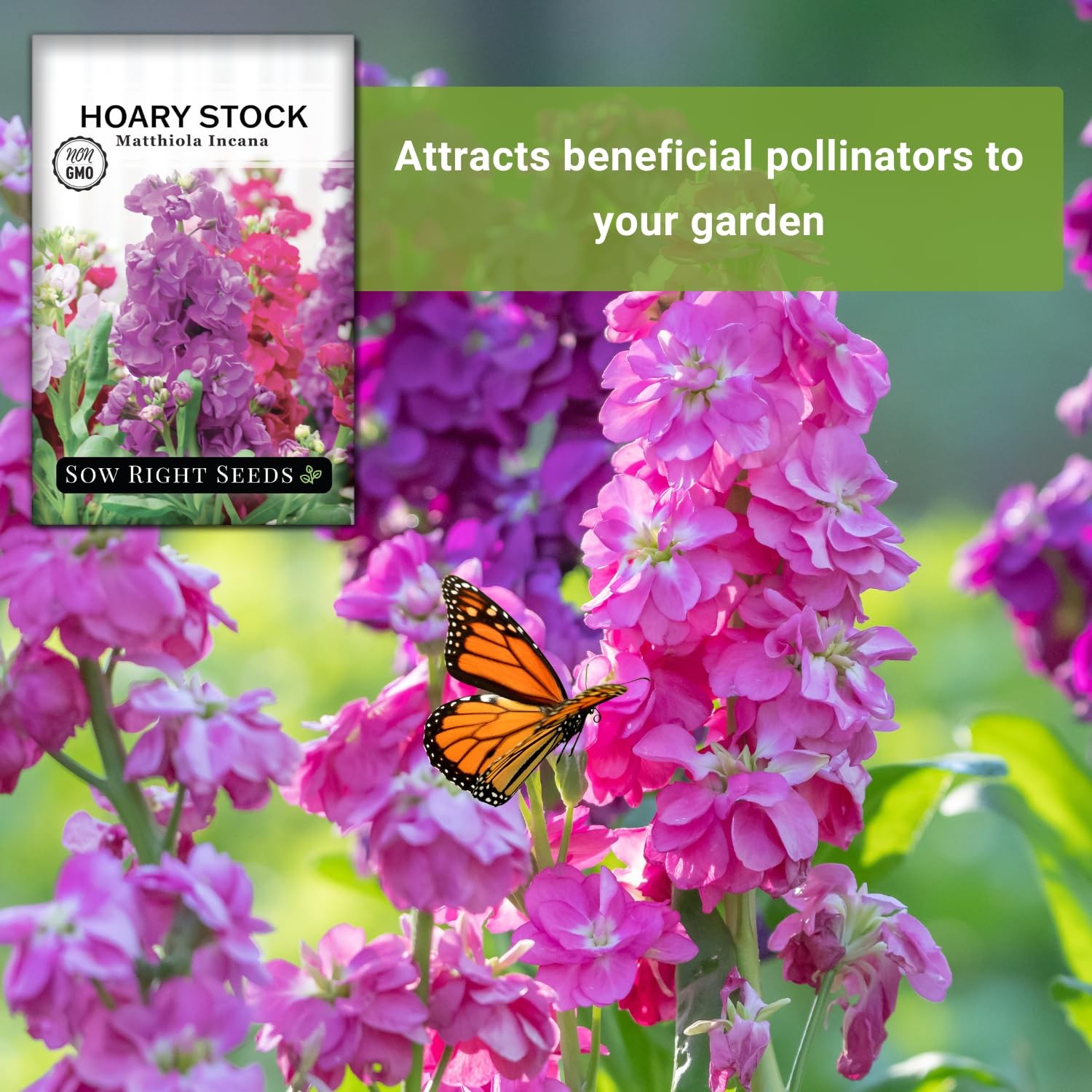 – Hoary Dwarf Mix Stock Seeds for Planting – Non-GMO Heirloom Packet with Ins…