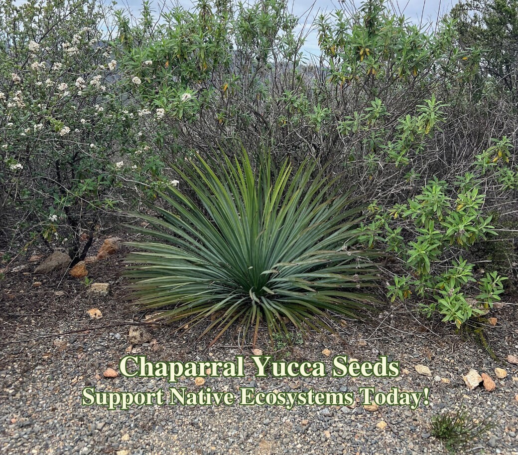 Chaparral Yucca Seeds for Drought Tolerant Gardens California Native Succulent f