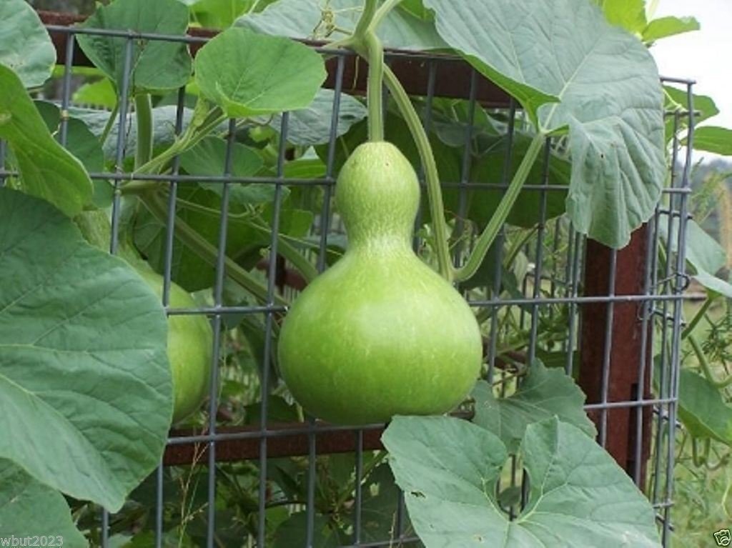 Giant Bottle Gourd Seed, Lagenaria leucantha var gourda,For ornamental use only.