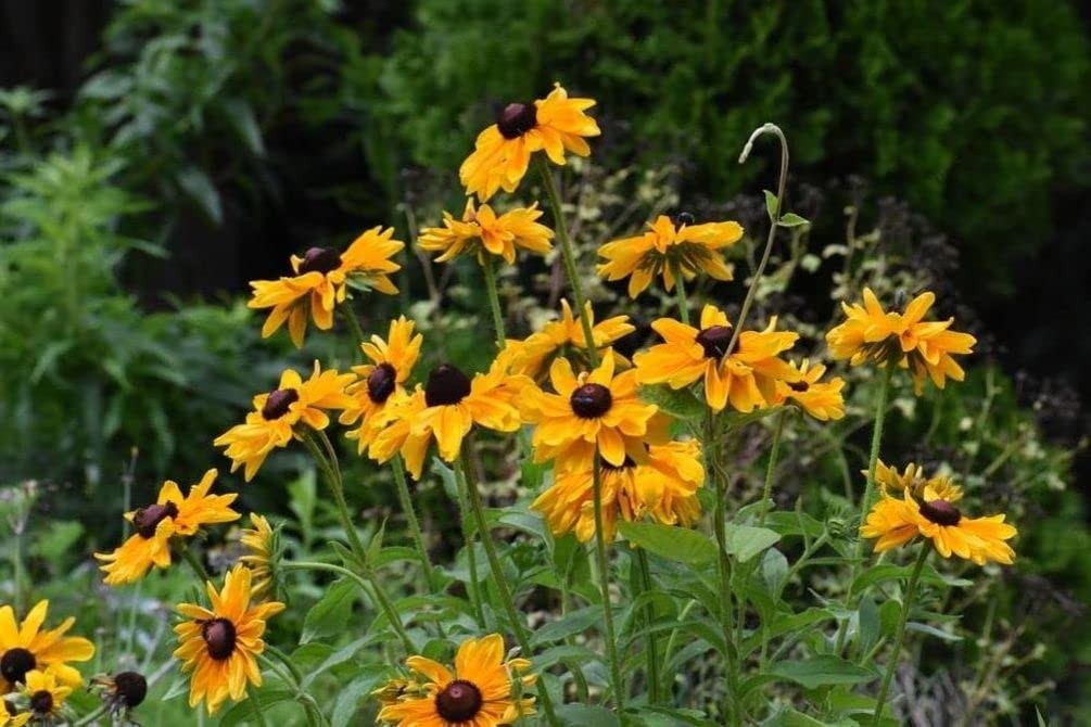 5g Mixed Black Eyed Susan(Thunbergia Alata) Seeds Flowers Garden Decor
