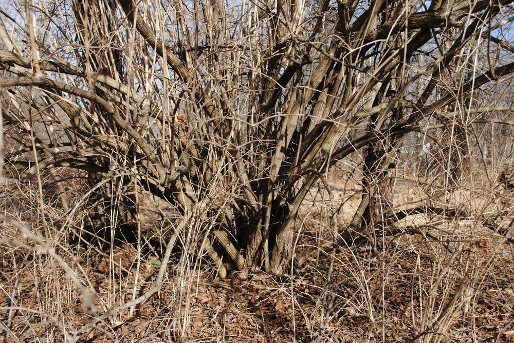 2 Live plants Lonicera maackii Amur Honeysuckle Bush Shrub 12″-18″ saplings