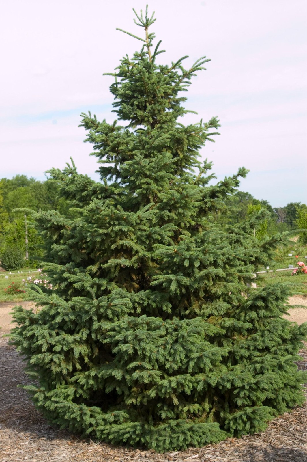 10 Black Hills Spruce Tree Seeds