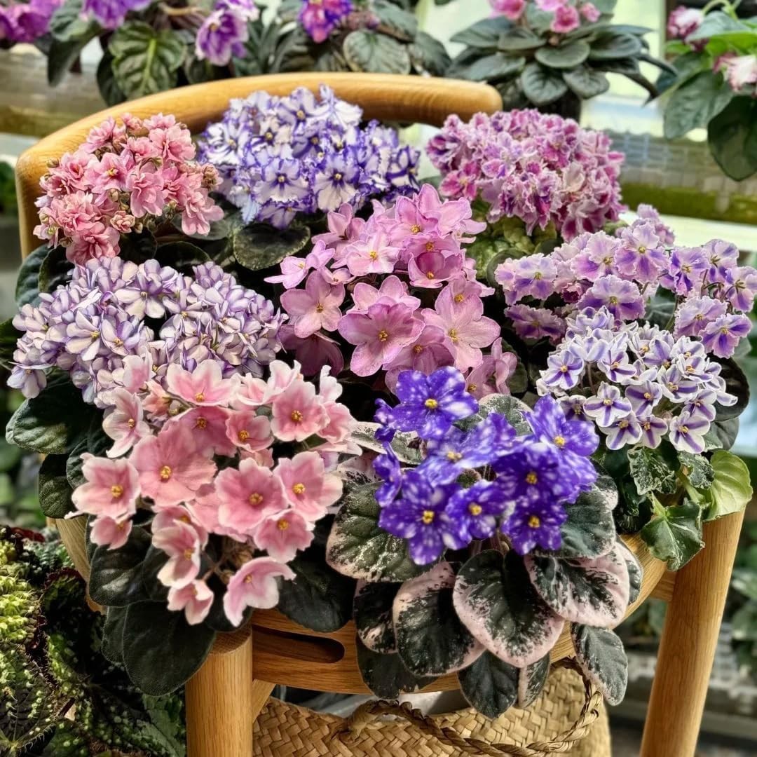 50 Saintpaulia Flower Seeds for Planting, Mixed Color Rare African Violet Seed,