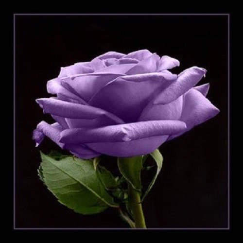 5 PURPLE ROSE Rosa Floribunda Bush Shrub Perennial Flower Seeds *Flat S/H