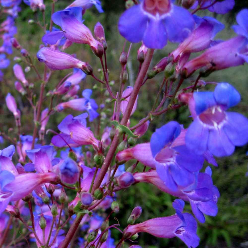 500 Seeds Penstemon Showy Penstemon Flower Seed For Xeriscape Gardens