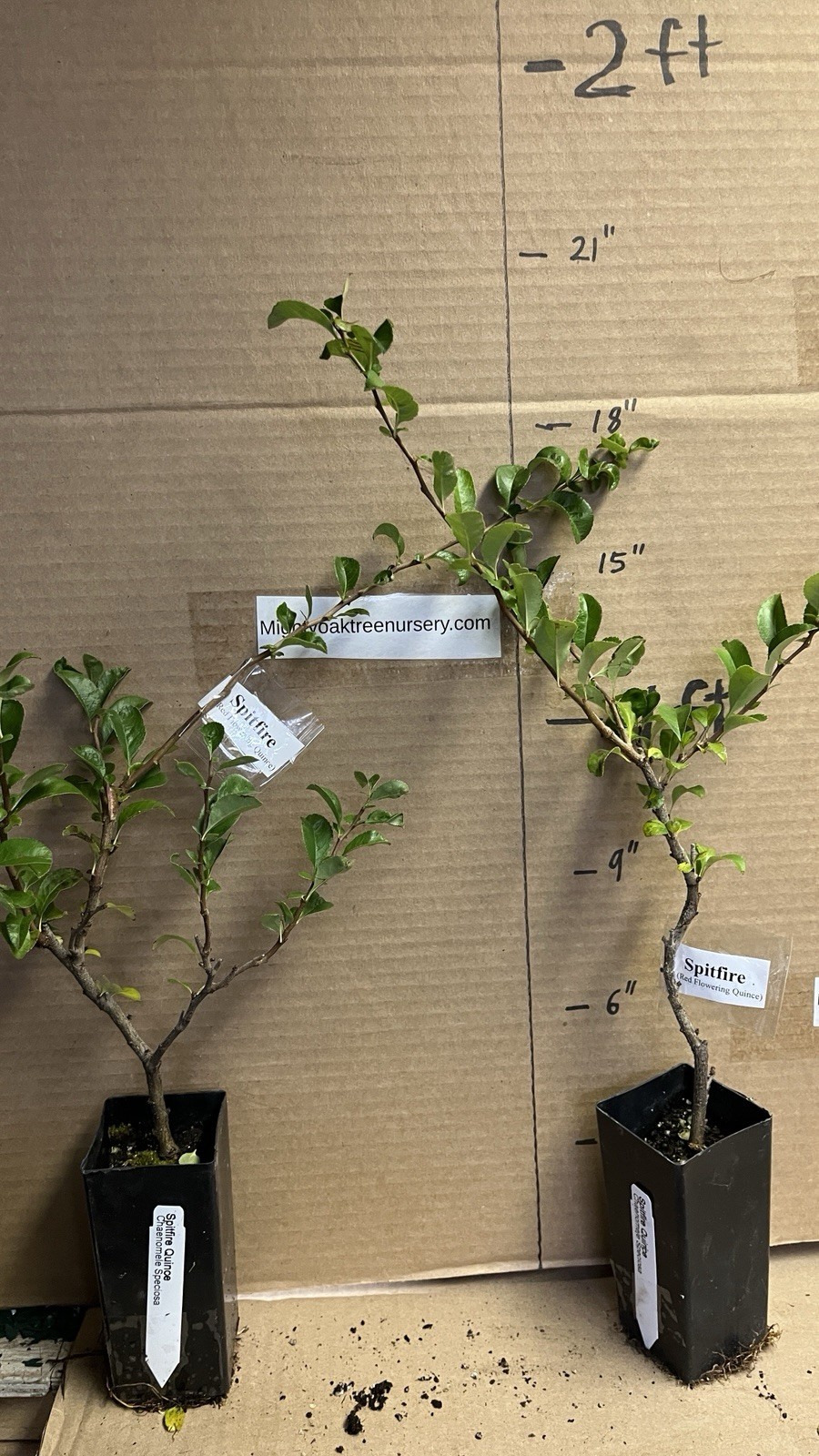 Chaenomeles Speciosa “Spitfire” (Red Flowering Quince) Plant