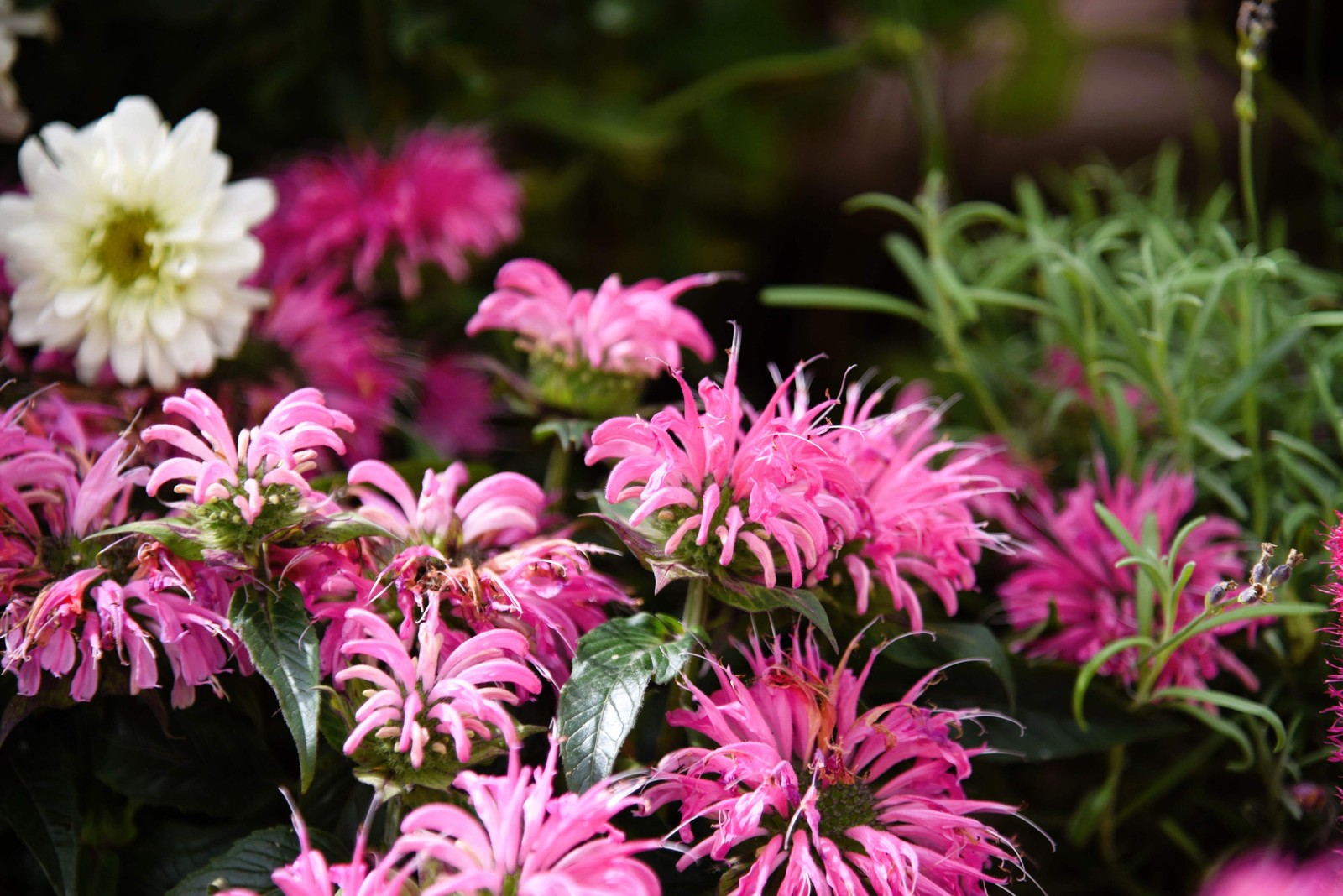 25 BEE BALM MIX Lemon Hummingbird Mint Monarda Didyma Mixed Colors Flower Seeds