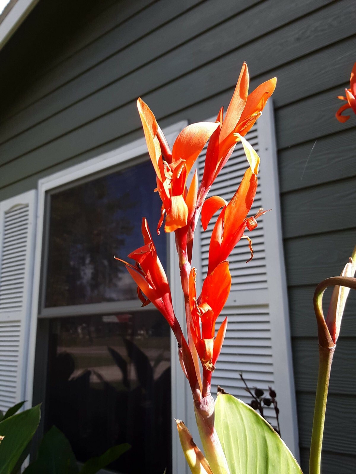 Red Canna Lillies Seeds, Perennial Outside Plant Green Leaf 30 pcs