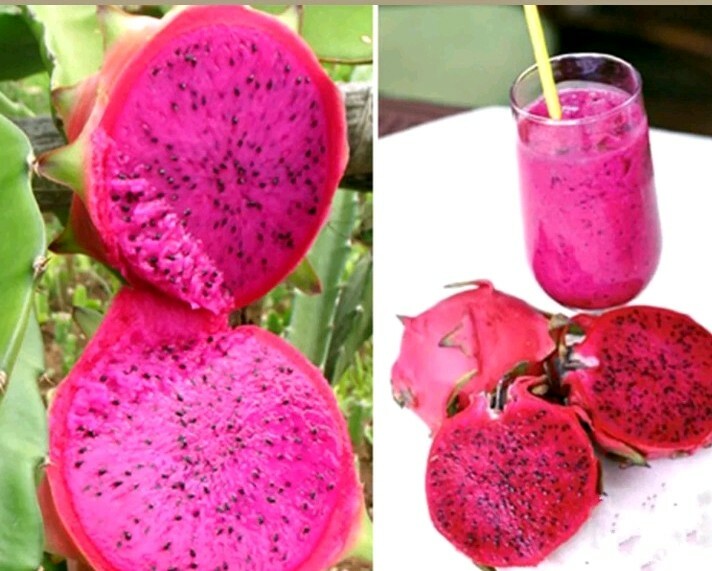 20 seeds Dragon fruit pitaya seeds mix 4 kinds 5 yellow,5 red,5 white,5 purple
