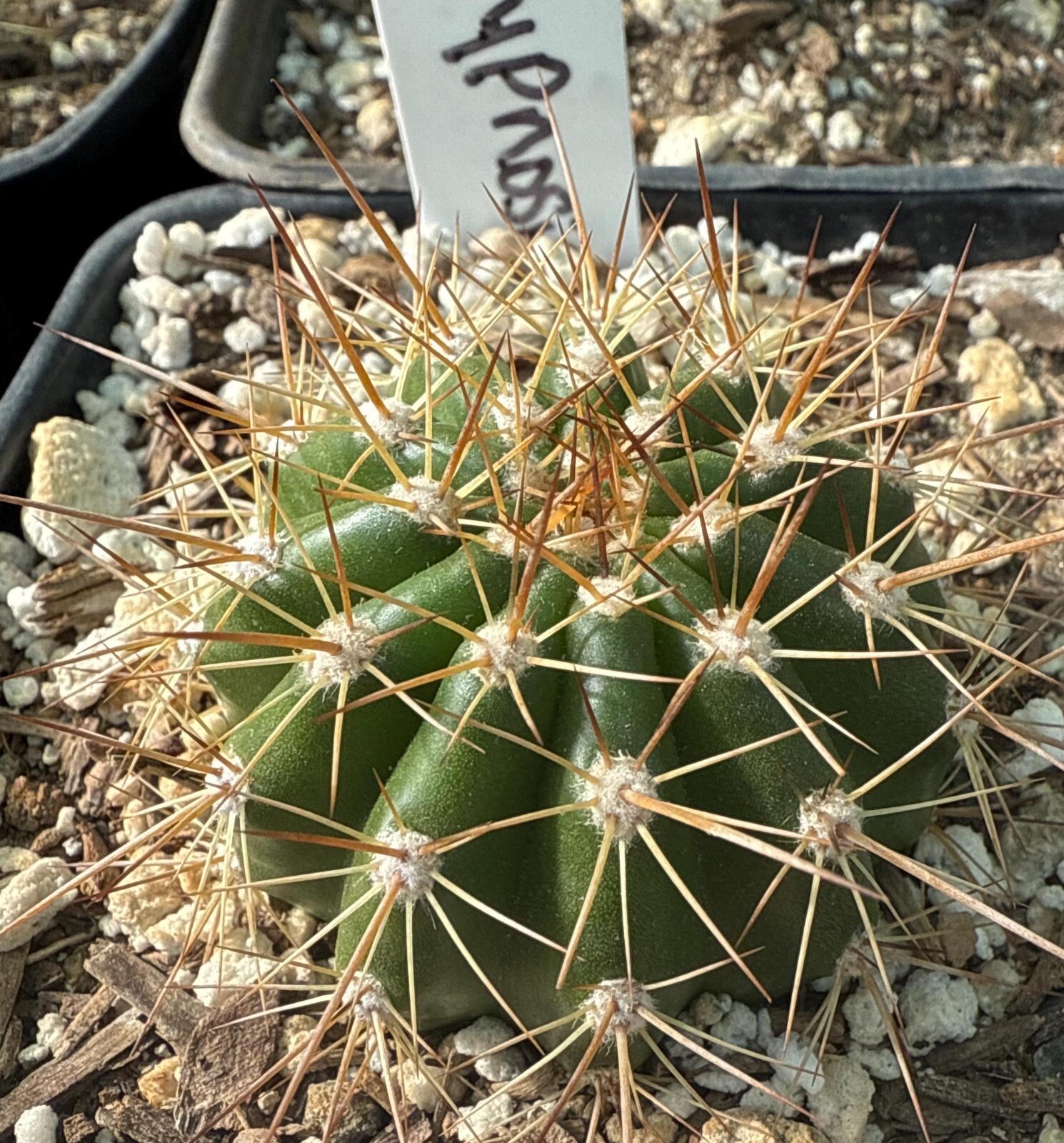 NEW,ECHINOPSIS,Hybrid,HYPNOSIS, T. Cereus,Plant,Blooming,Cactus,Succulent