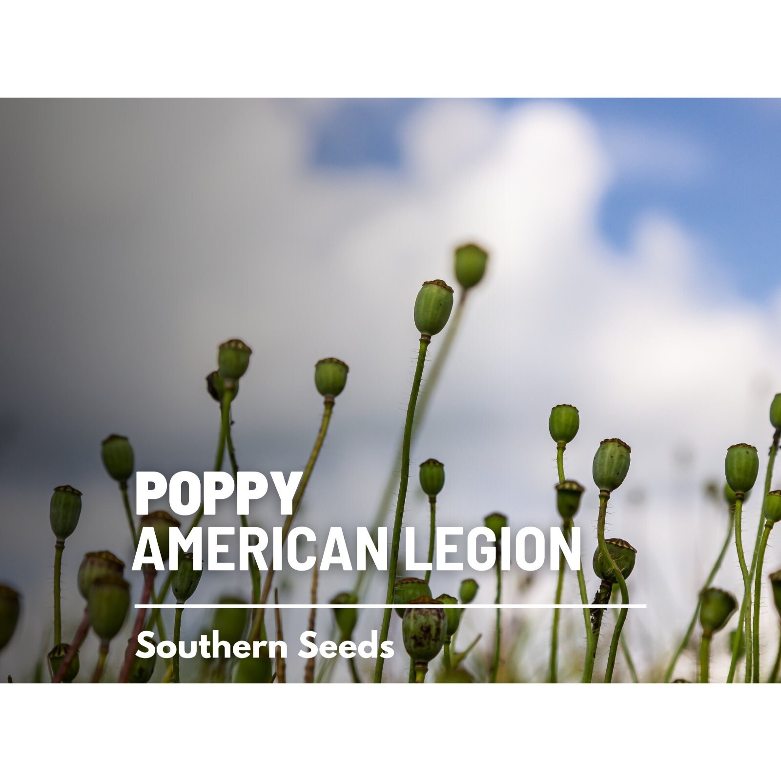 Poppy, American Legion – 100 Seeds – Heirloom Flower, Flanders, Red Corn Poppy,