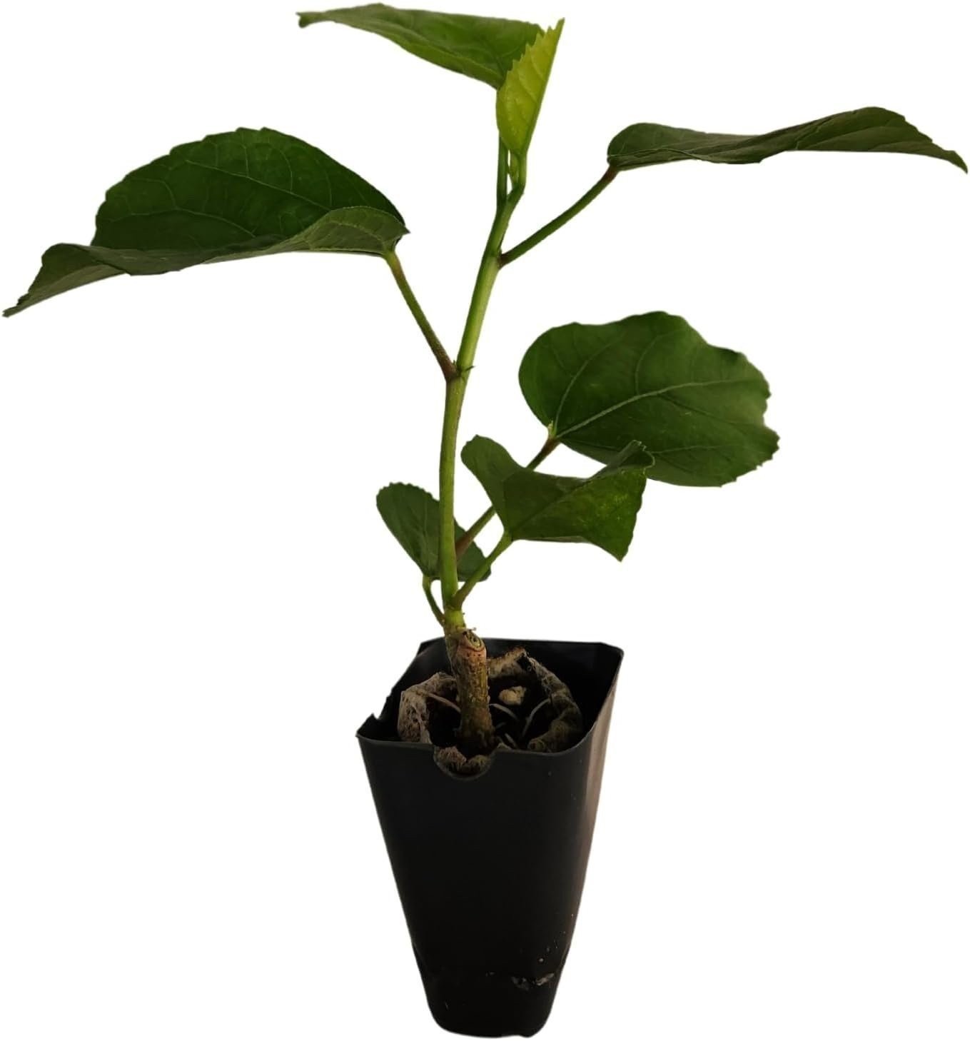 Hibiscus Cajun Color Purple Magic Starter Plant