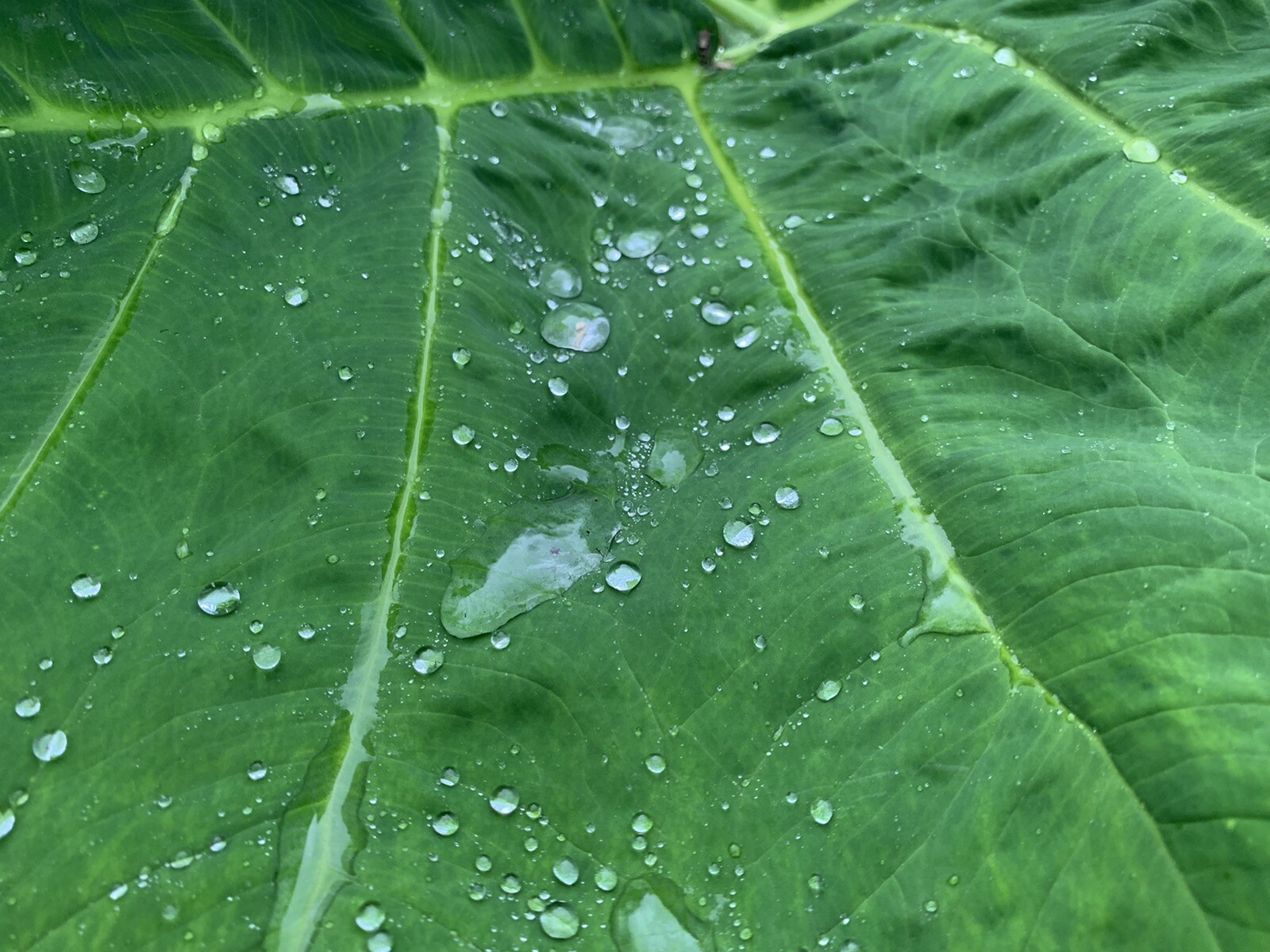 Colocasia Elephant Ear Giant Live Young Starter Plant in a 4” pot.