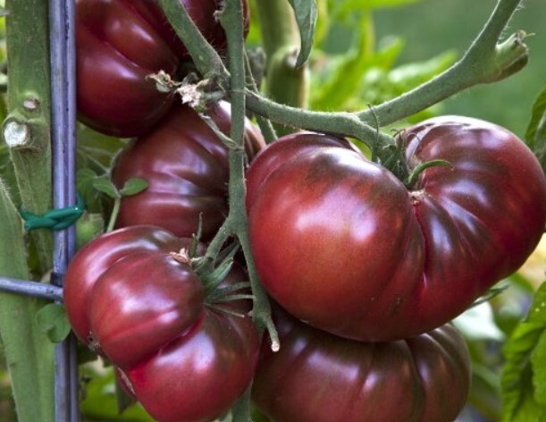 30 ct Black Krim Tomato – Non-GMO / Heirloom – Free Shipping