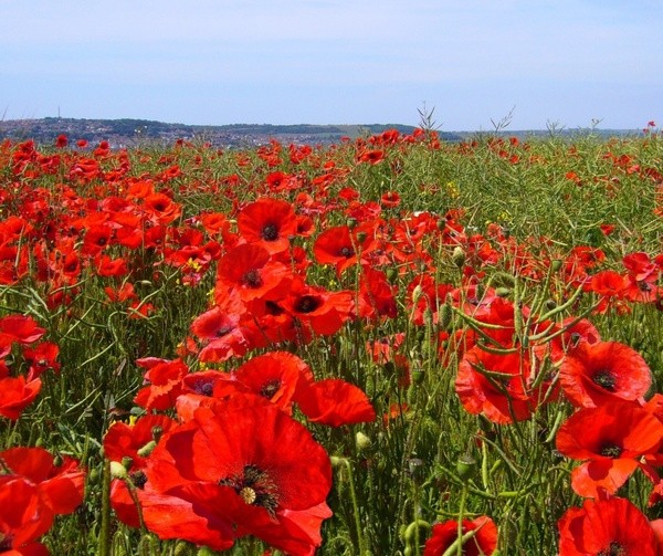Red Corn Poppy Flower Seeds Papaver rhoeas Free Shipping!