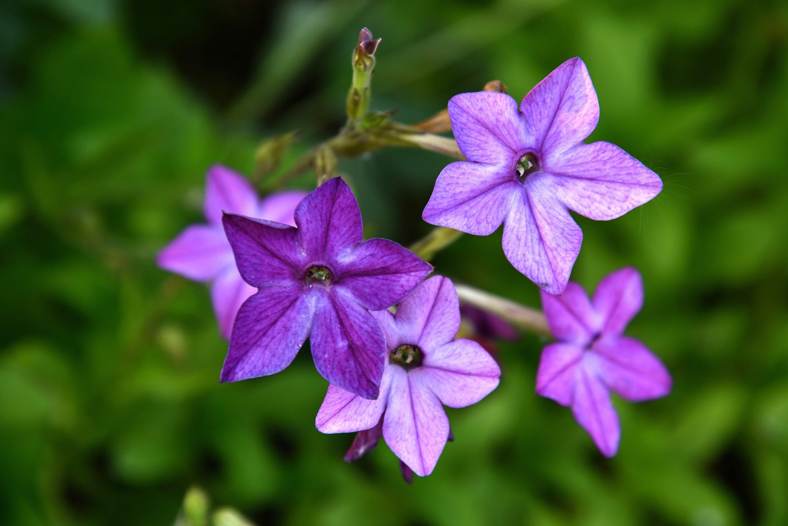 100 MIXED COLORS NICOTIANA Alata (Ornamental Flowering Tobacco) Flower Seeds