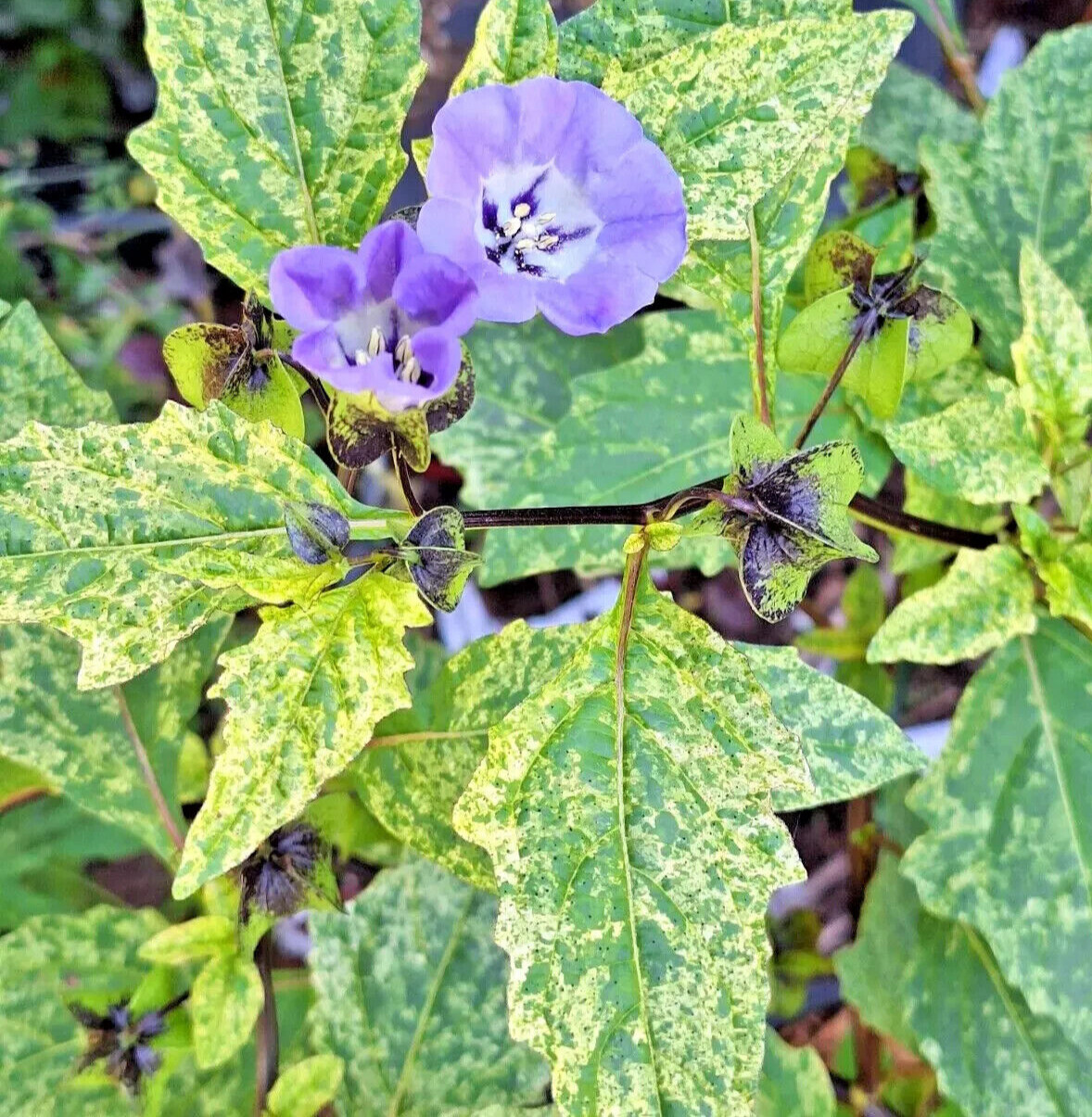 NICANDRA SPLASH OF CREAM 75 SEEDS, SHOO-FLY PLANT, NICANDRA PHSALODES VAR.
