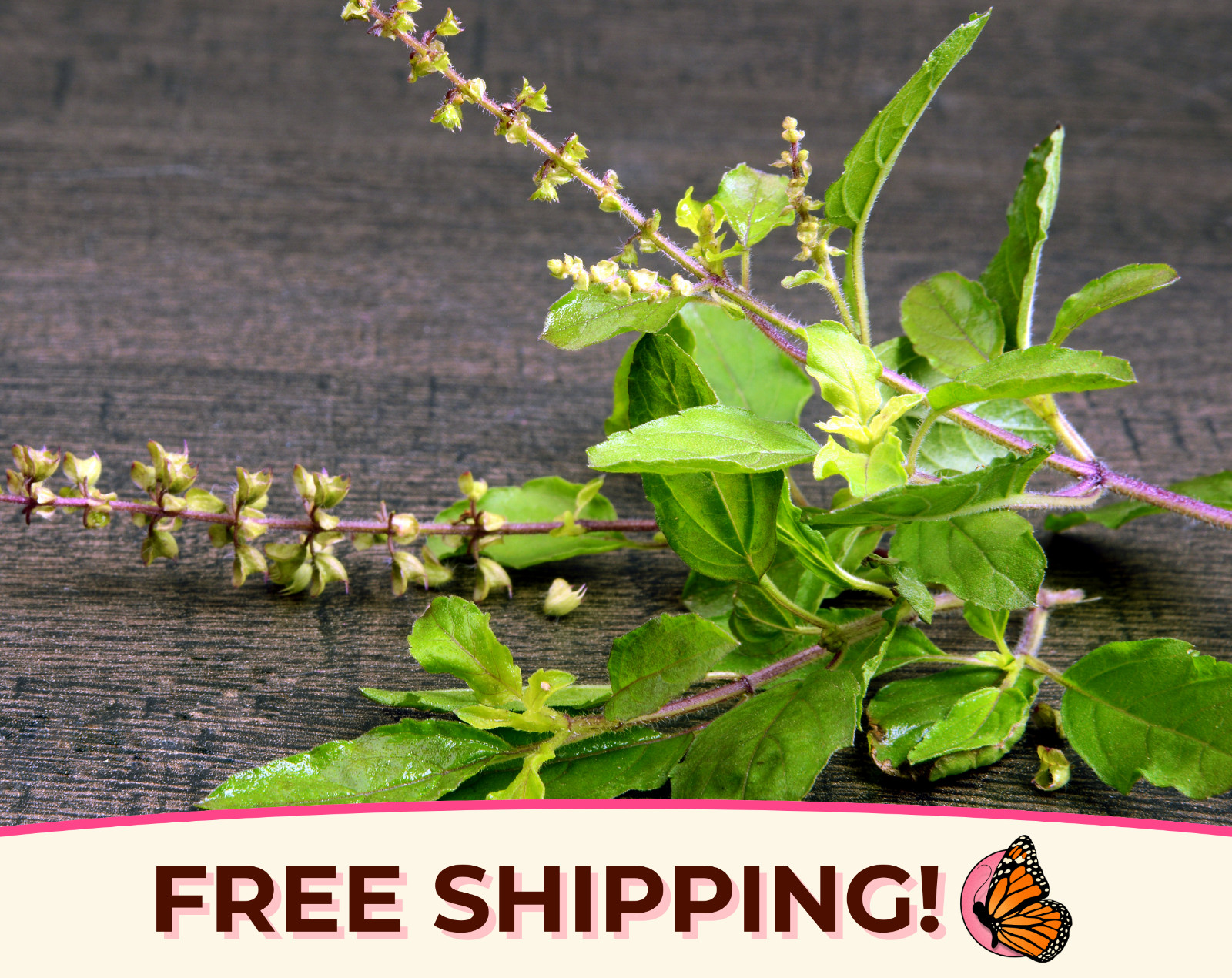 2700+ Holy Basil Seeds | Heirloom, Non-GMO, Medicinal Herb Seed Gardening, USA