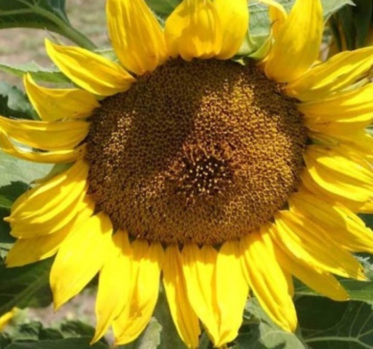 50+ Dwarf Sunspot Sunflower Seeds **Fresh Seeds** ~~Free Shipping~~