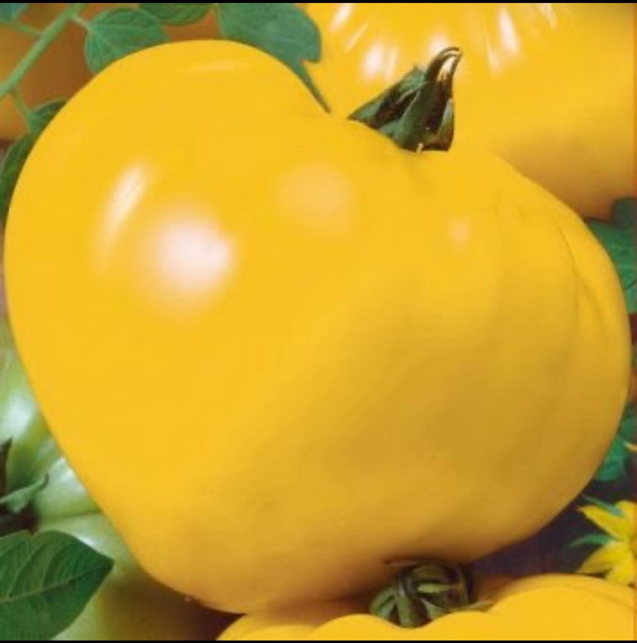 Tomato Oxheart . Yellow Bull’s Heart, 250 seeds. Organic. Ukraine.