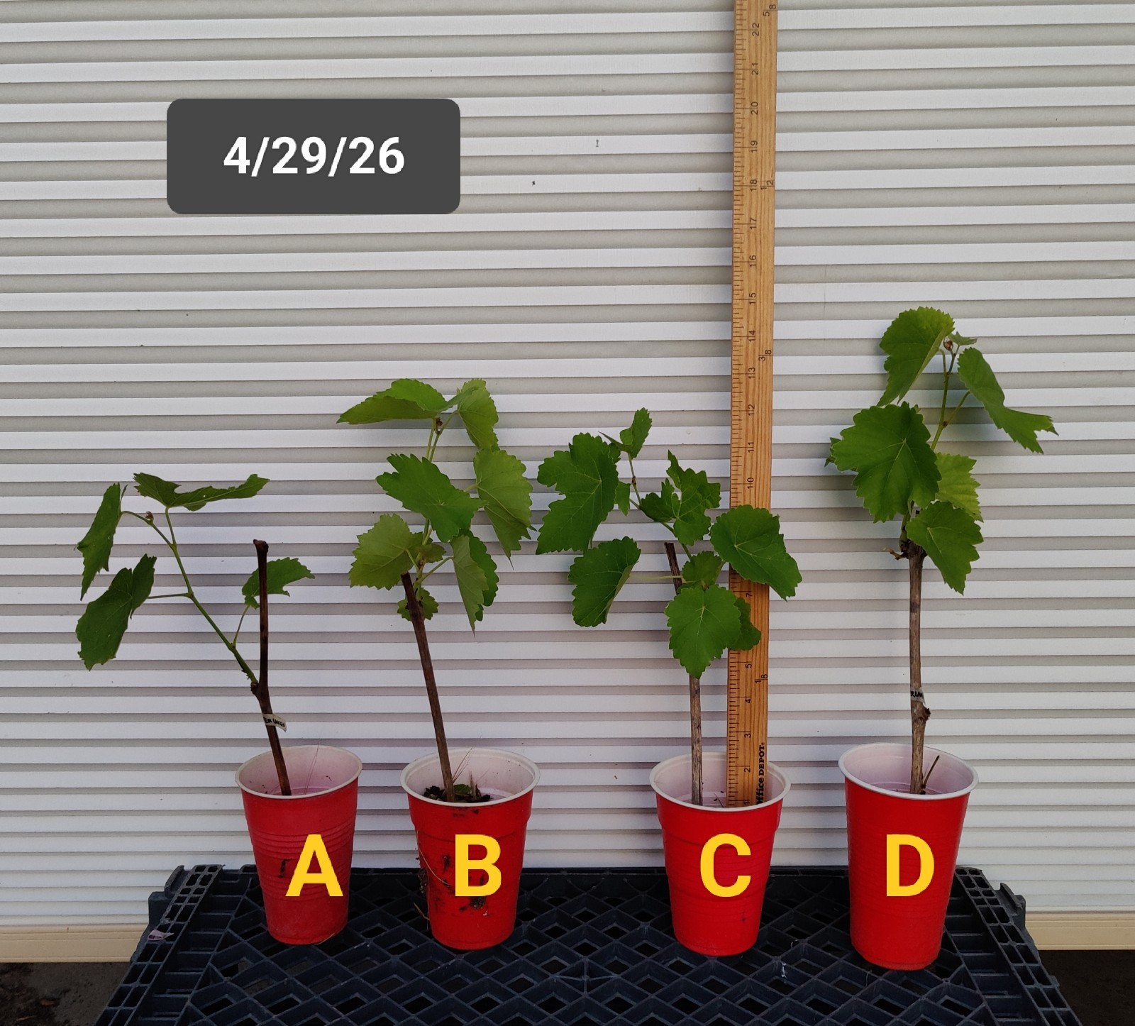 1 (One) Live Plant of “INTERLAKEN” GRAPE ROOTED, about 9-15″ Height
