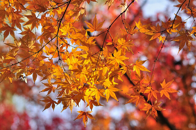 Painted Maple, Acer truncatum mono (Acer pictum), Tree Seeds
