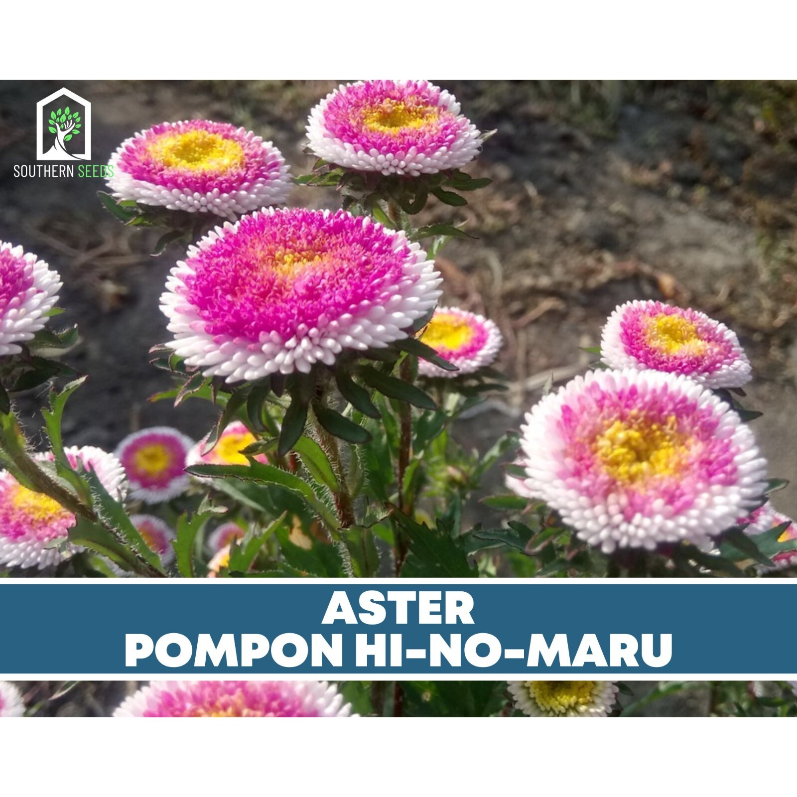 Aster, Pompon Hi-No-Maru – Easy to Grow Seeds (Callistephus pompon)