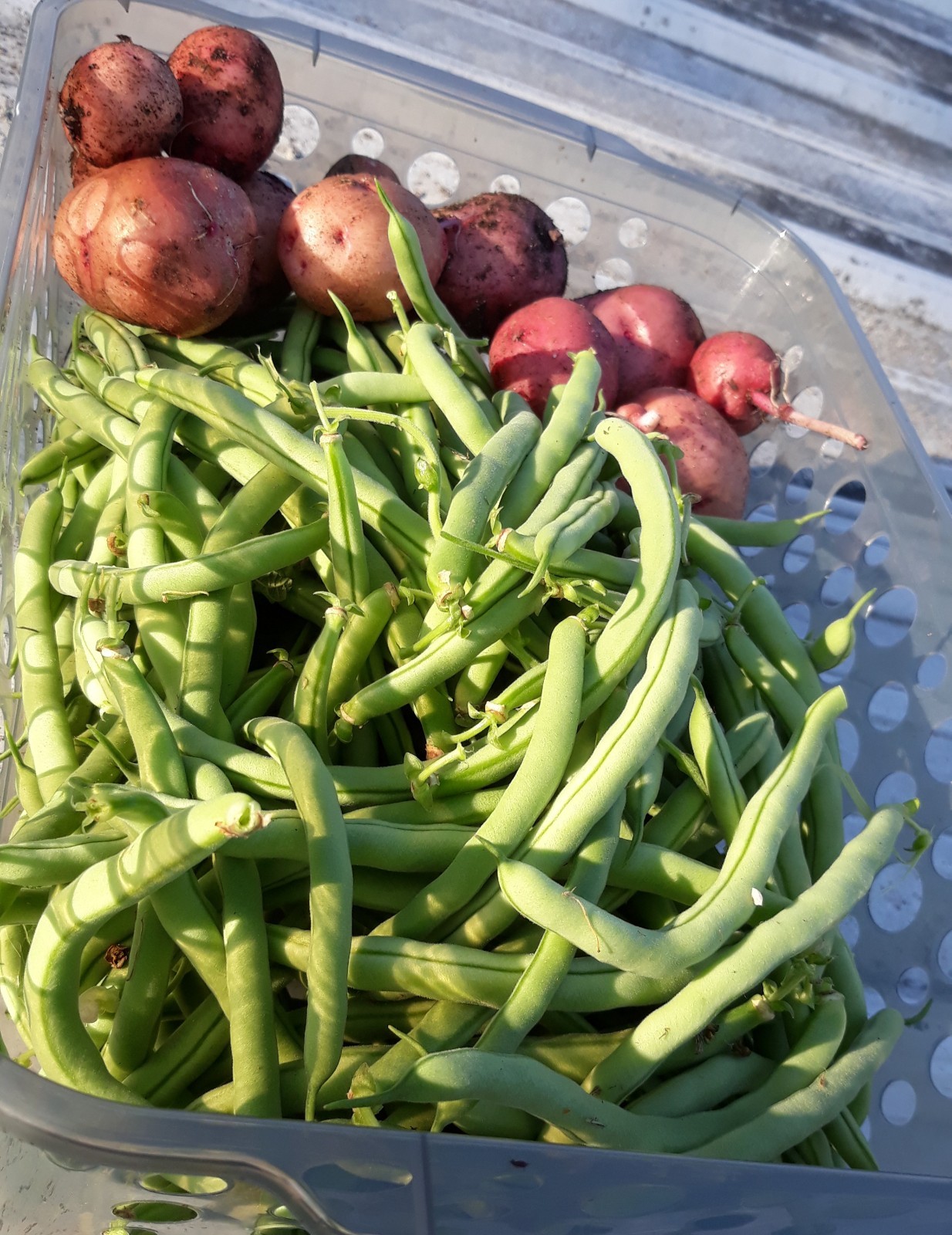 TOP CROP BUSH GREEN BEAN SEEDS