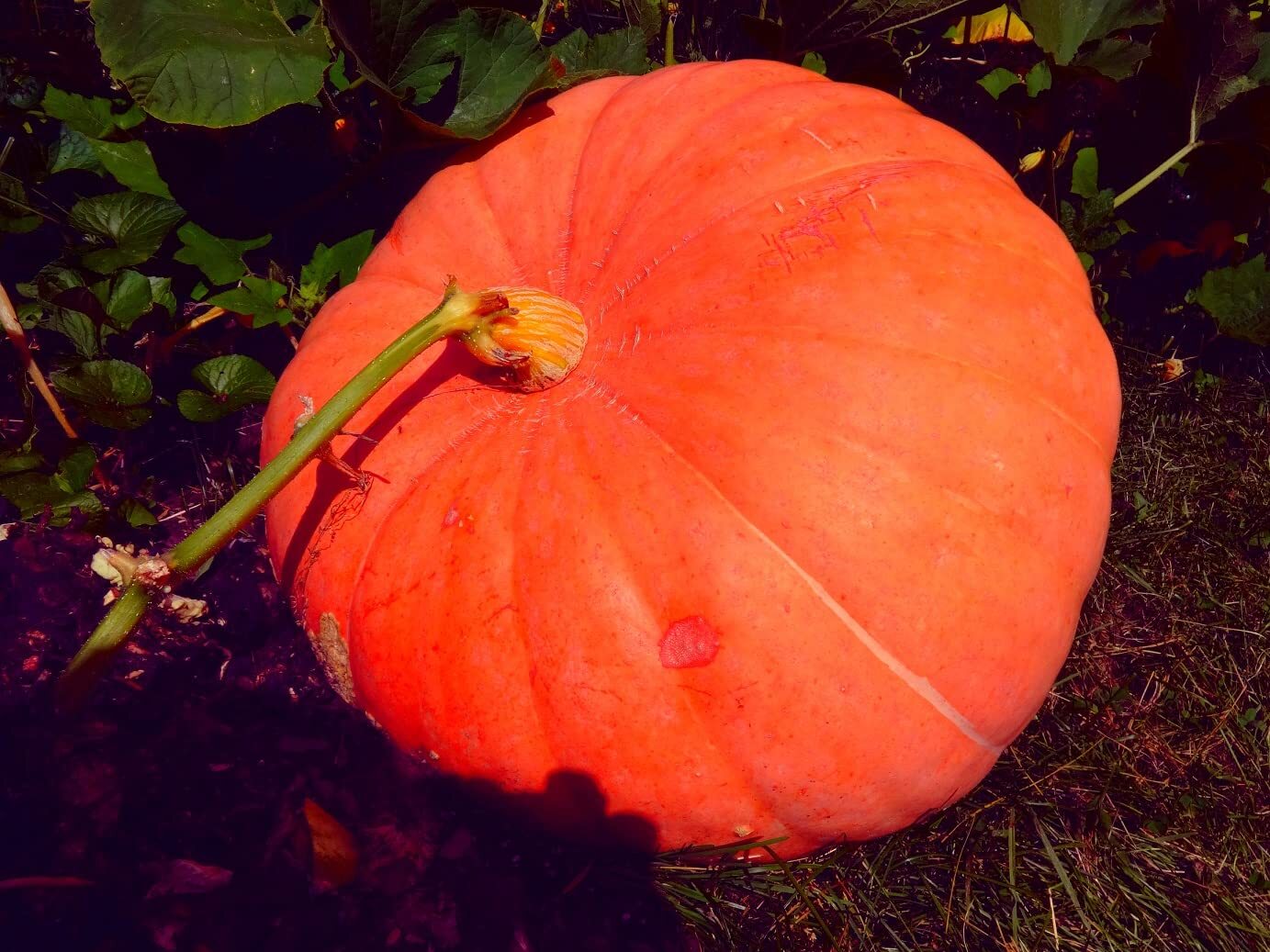 Big Max Pumpkin Seeds | 20 Seeds | Prized for Being Giant and Symmetrical, Great