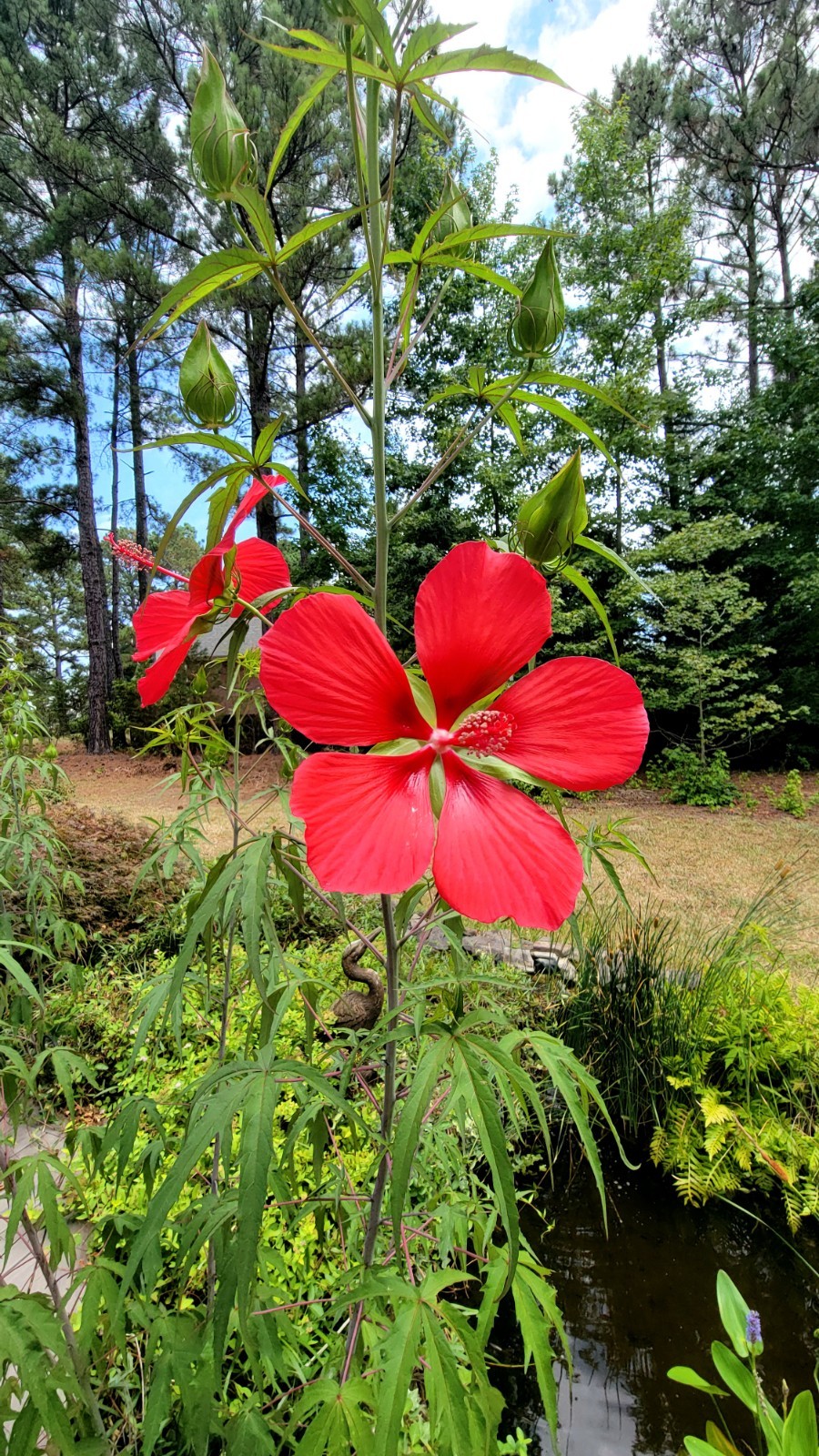 Red Hibiscus Mallow Seeds 25 50 75 Pack Garden Flowers Hardy Outdoor Swamp Plant