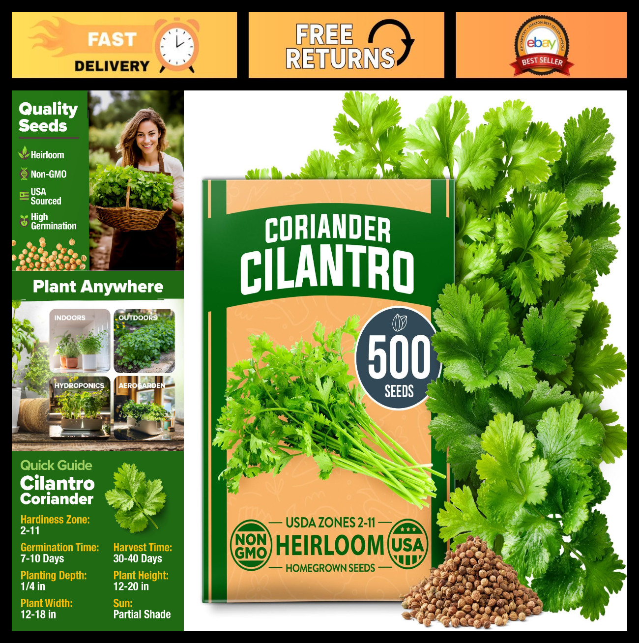 500+ Non-GMO Cilantro Seeds – Heirloom Coriander for Indoor/Outdoor Planting – C