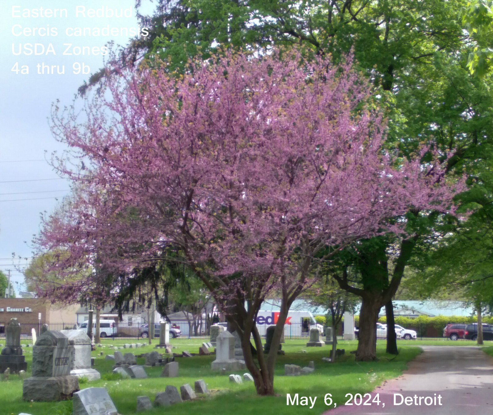 SEEDS Cercis canadensis, Eastern Redbud, 15 seeds