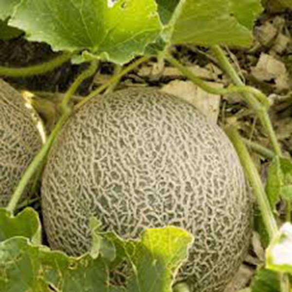 MUSKMELON SEED, EDISTO 47 SWEET, HEIRLOOM, NON GMO, 100 SEEDS, MELLON