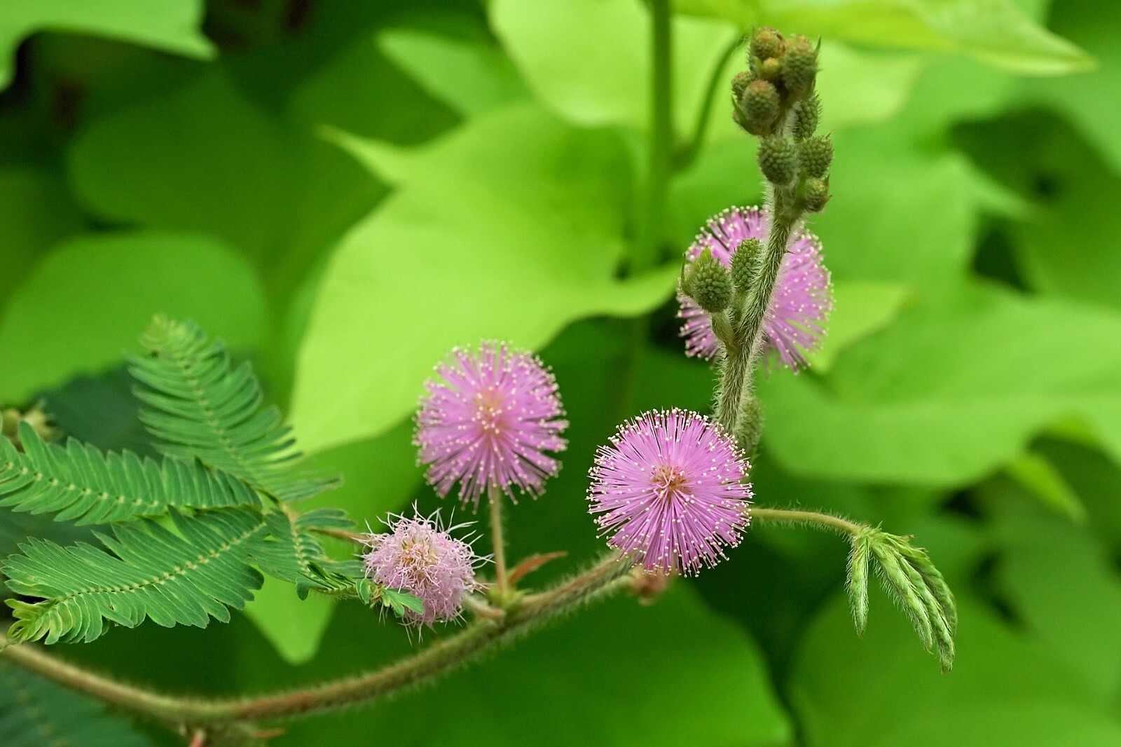 500+ SENSITIVE PLANT Seeds BULK *Free US Shipping!* Mimosa Pudica Seeds