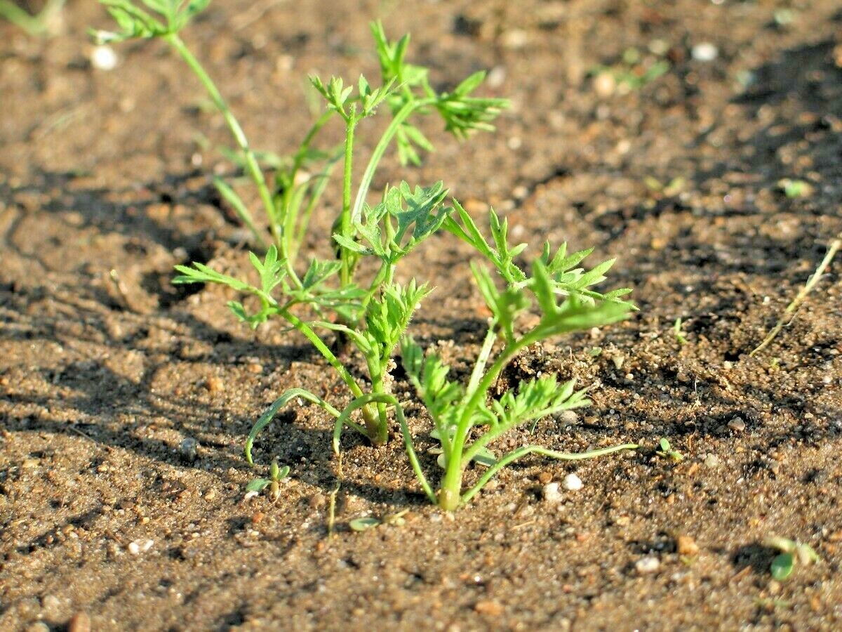 401+TENDERSWEET CARROT Seeds Organic Summer Vegetable Garden Patio Container