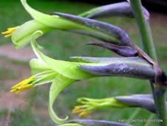 Exotic Aloe Puya Mirabilis Seeds – 15 Seeds