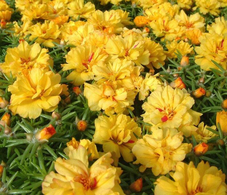 MPB#12 Portulaca Seeds Portulaca Logro Yellow 50 Multi pelleted Seeds